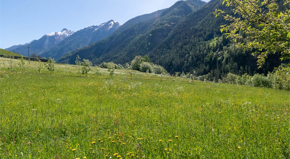 area verde